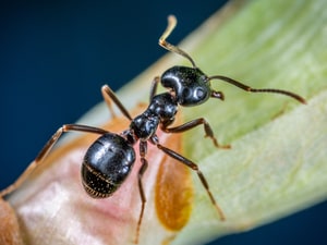 Carpenter Ant Control Service