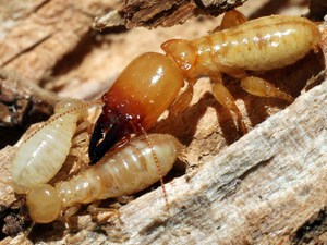 Dampwood Termite Removal Service