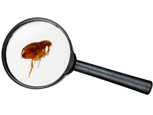 Flea Pest Control Service
