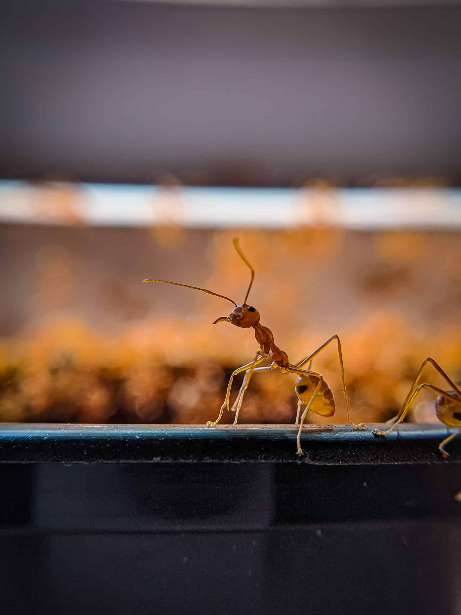 Pest Control Company, Rodent Removal Gig Harbor WA - Long Pest Control