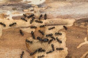 get Rid of Carpenter Ants