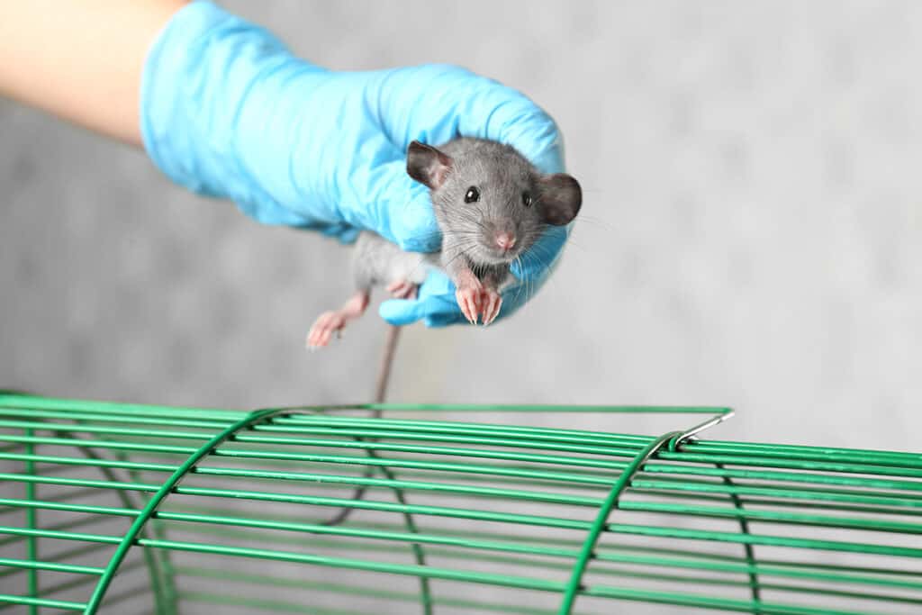 Long-Pest-Control-Identify-the-Need-for-Professional-Rat-Removal-Services