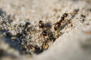 Can You Permanently Get Rid of Carpenter Ants?