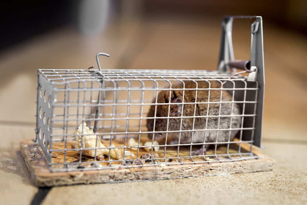Rodent-Free Living: Ultimate Rat Removal Service You Need