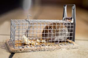 Rodent-Free Living: Ultimate Rat Removal Service You Need