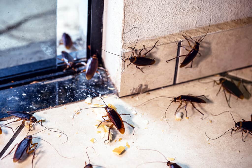The Ultimate Guide to Pest-Proofing Your Home for Winter