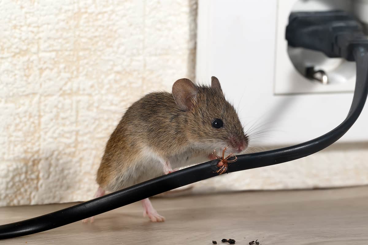How do I Get Rid of Rodents Permanently? - Blog