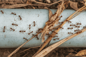 DIY vs Professional Carpenter Ant Removal- Best Way to Remove from Your Property