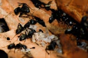 Carpenter Ants