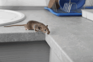 Rodent Removal