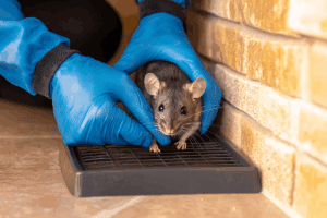 Rodent Removal