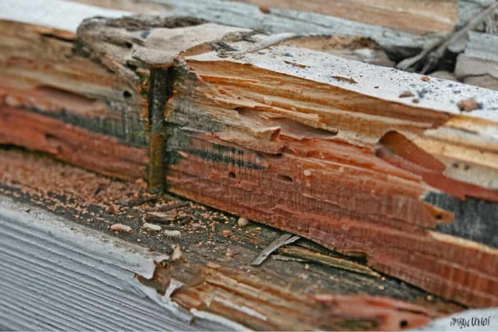 Carpenter Ant