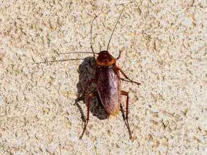 American cockroach on a wall