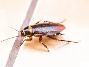 Brown-banded cockroach on a surface