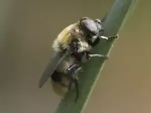 Bumble bee resting on a plant stem