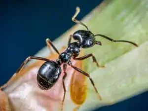 Carpenter ant on a plant stem