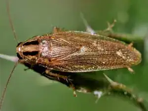 German cockroach on a plant