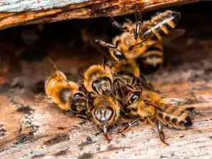 Honey bees clustered around a hive