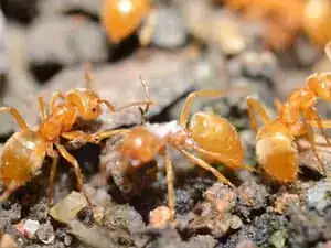 Moisture ants nesting in soil