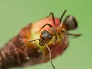 Odorous house ant