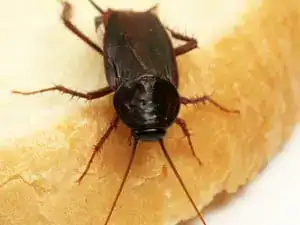 Oriental cockroach on a surface