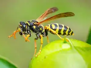 Paper wasp resting on a green leaf