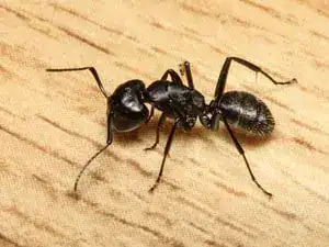 Pavement ant on a wooden surface