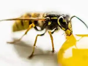 Yellow jacket wasp near food